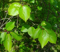 Viburnum prunifolium