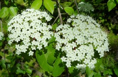 Viburnum prunifolium