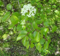 Viburnum prunifolium