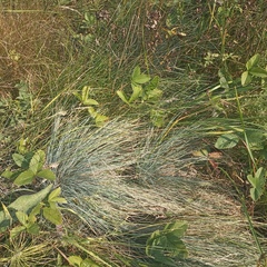 Festuca