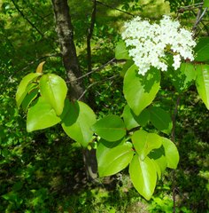 Viburnum prunifolium