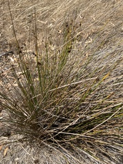 Juncus acutus