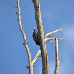 Melanerpes aurifrons