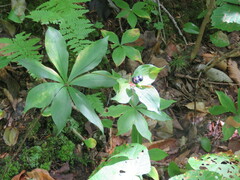 Medeola virginiana