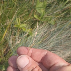 Festuca