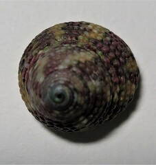 Tegula excavata
