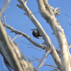 Melanerpes aurifrons