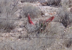 Aloe claviflora