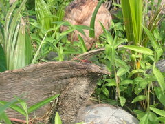 Diplacodes bipunctata