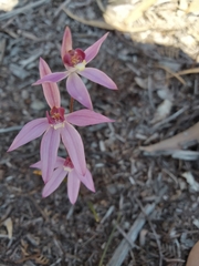 Caladenia hillmanii