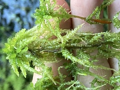 Sphagnum palustre