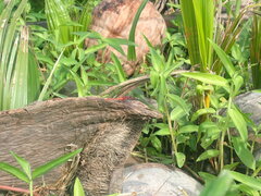 Diplacodes bipunctata