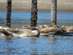 Phoca vitulina richardii