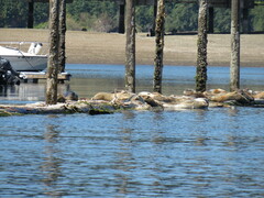 Phoca vitulina richardii