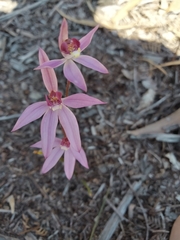 Caladenia hillmanii