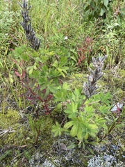 Lupinus nootkatensis