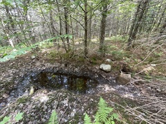Betula alleghaniensis