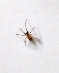 Theridiidae