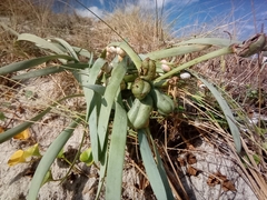 Pancratium maritimum