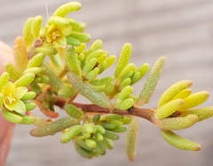 Portulaca halimoides