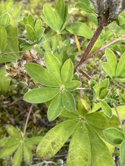 Lupinus nootkatensis