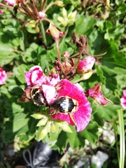 Euphoria basalis