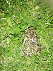 Sclerophrys pantherina