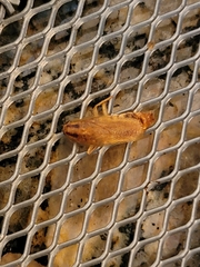 Blattella