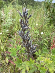 Lupinus nootkatensis