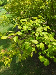 Viburnum dentatum