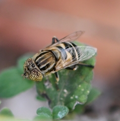 Eristalinus megacephalus