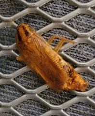 Blattella