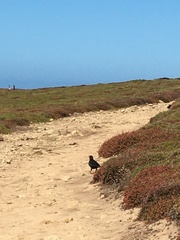 Pyrrhocorax pyrrhocorax