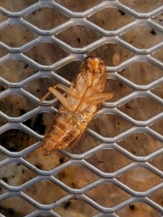Blattella