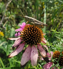 Melanoplinae