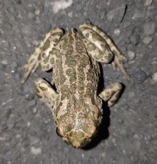 Bufotes viridis viridis