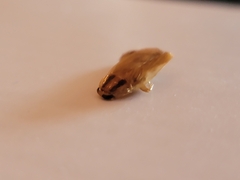 Blattella