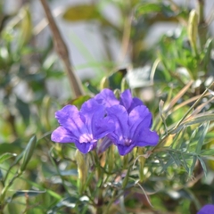 Ruellia simplex