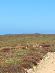 Pyrrhocorax pyrrhocorax