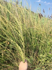 Panicum amarum