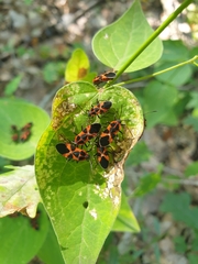 Tropidothorax leucopterus