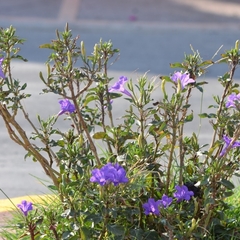 Ruellia simplex