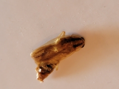 Blattella