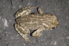 Bufotes viridis viridis