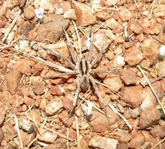 Lycosidae