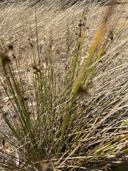 Juncus acutus