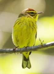 Setophaga palmarum hypochrysea