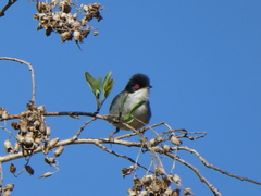 Curruca melanocephala