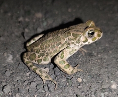 Bufotes viridis viridis