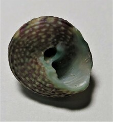 Tegula excavata